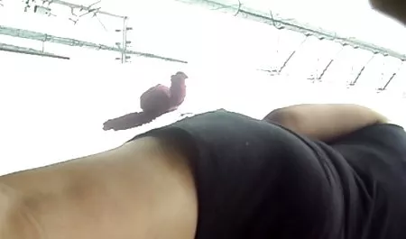 Horoz üzerinde emdi genç erotik mature izle yerel virajlı